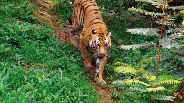 Wildlife_thekkady