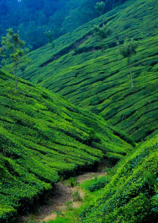 Munnar
